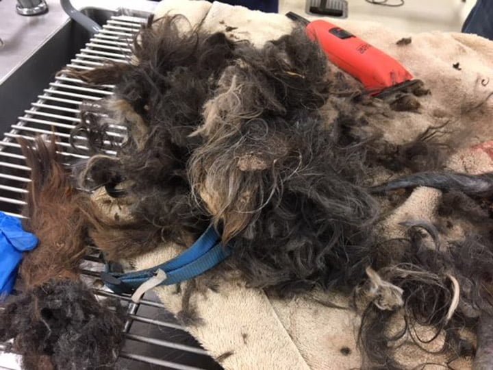 Pelo enmarañado