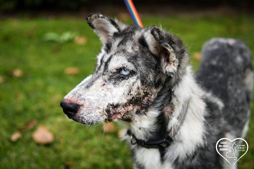 Perrita enferma esperaba ayuda Perrita enferma esperaba ayuda