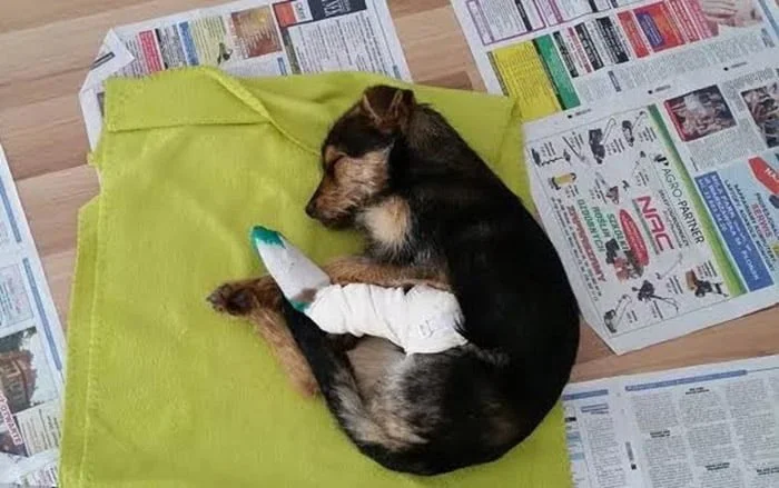 Perrita rescatada