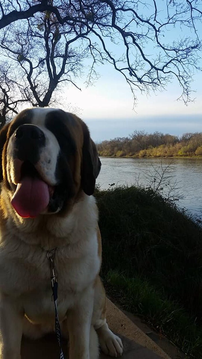 Perrita st bernard