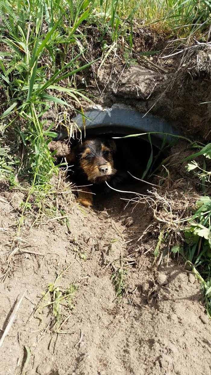 Perrita vivía en una zanja Perrita vivía en una zanja