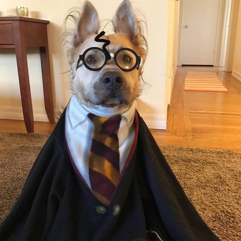 Perro Harry Potter