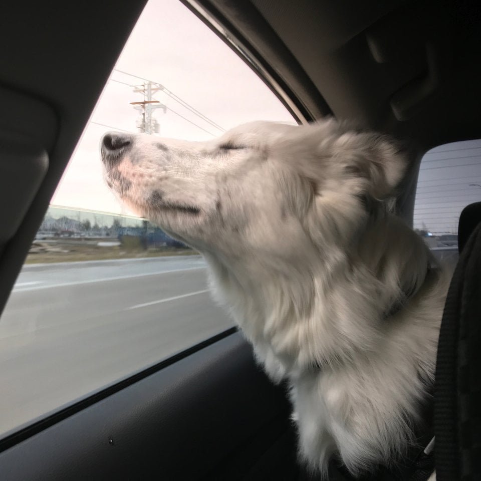 Perro adoptado