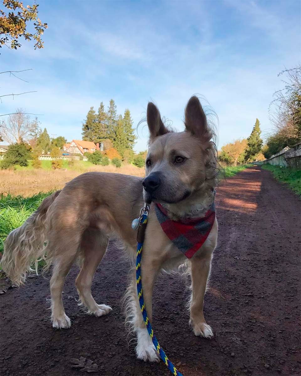 Perro con el pelo rizado