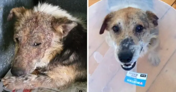 Perro dejado para morir por estar demasiado asqueroso y feo Perro dejado para morir por estar demasiado asqueroso y feo