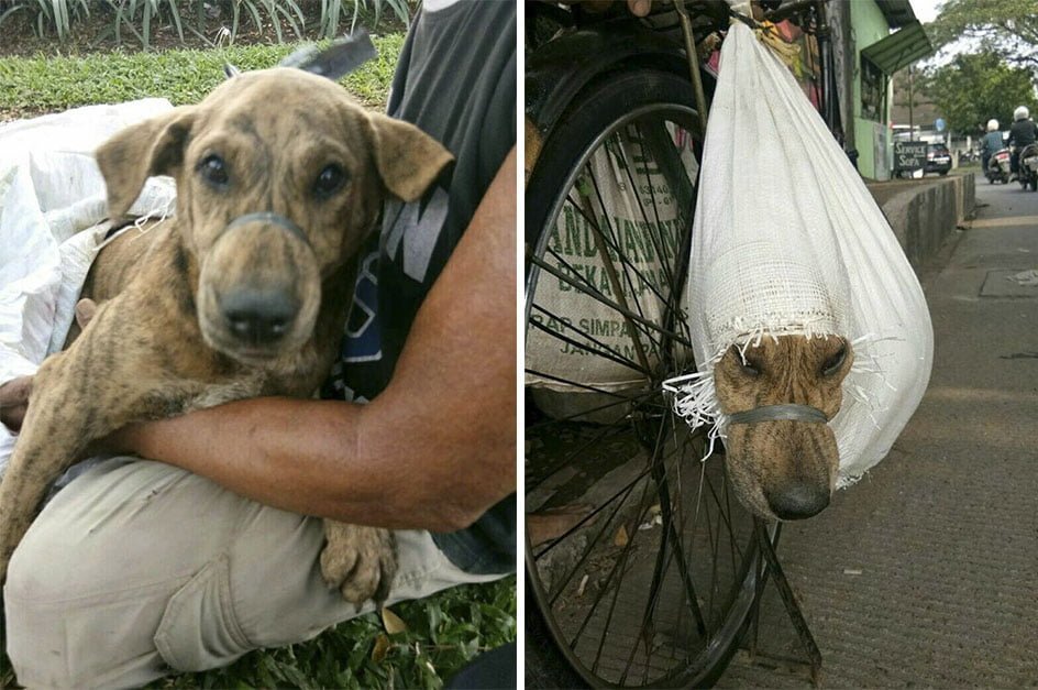 Perro iba a ser vendido a restaurante