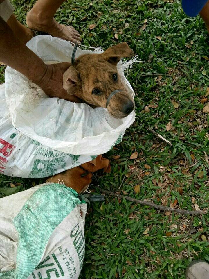 Perro llevado en bolsa