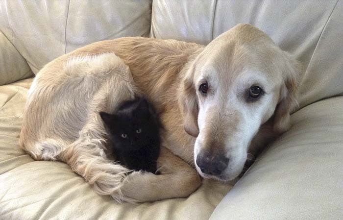 Perro perdió a su amigo felino con cáncer pero ahora es feliz de nuevo Perro perdió a su amigo felino con cáncer pero ahora es feliz de nuevo