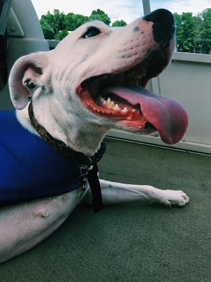 Perro pitbull Perro pitbull