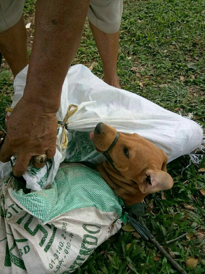 Perro rescatado del comercio de carne