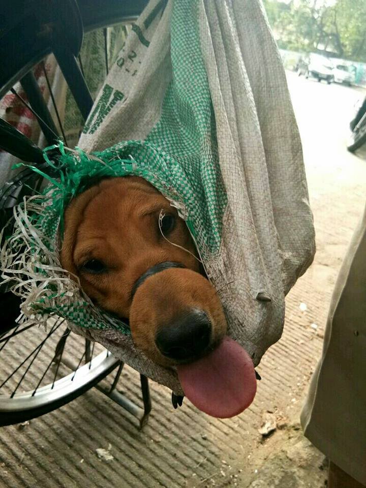 Perro rescatado en Indonesia