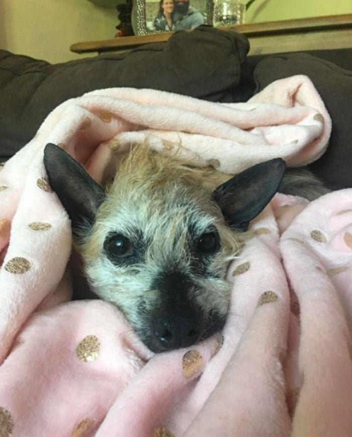 Perro sin pelo rescatado Perro sin pelo rescatado