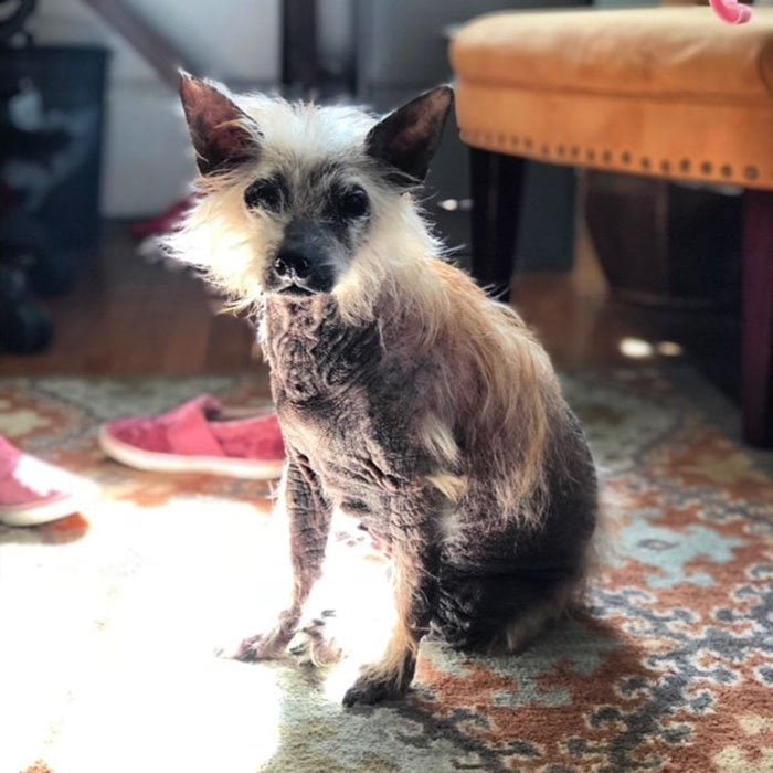 Perro sin pelo Perro sin pelo