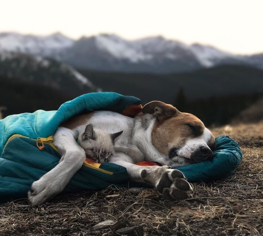 Perro y gato durmiendo Perro y gato durmiendo
