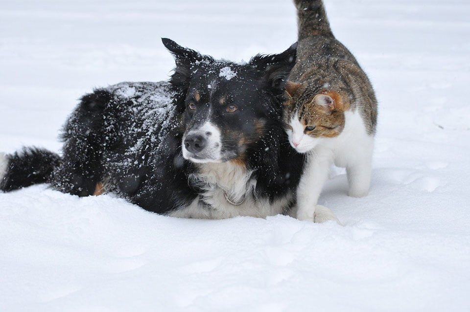 Perro y gato en la nieve