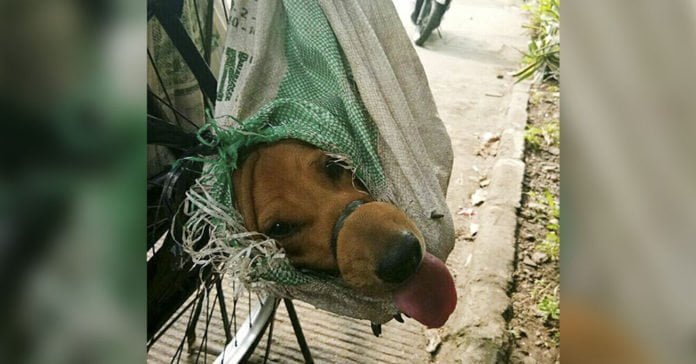 Perros cargados en bolsas rescatados del comercio de carne de perro