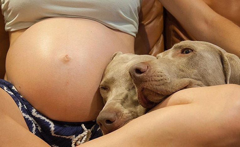 Perros esperaron pacientemente 9 meses a su hermanito