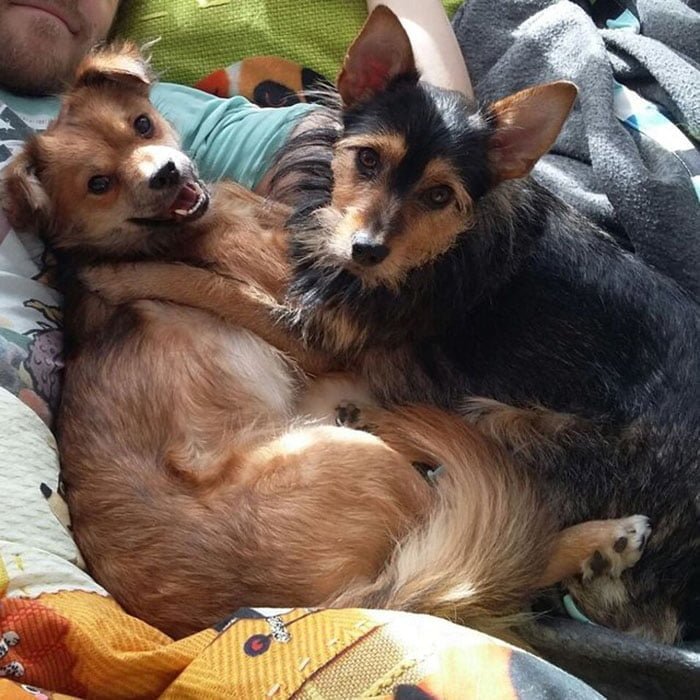 Perros felices Perros felices