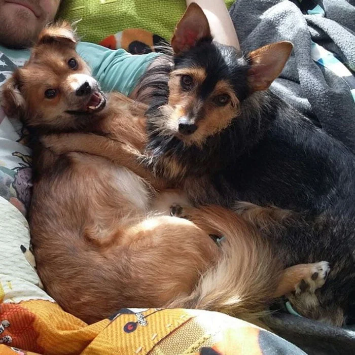Perros felices