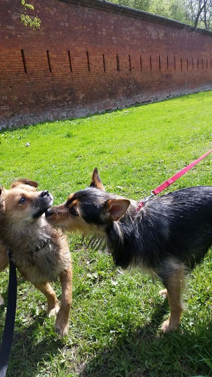 Perros rescatados Perros rescatados