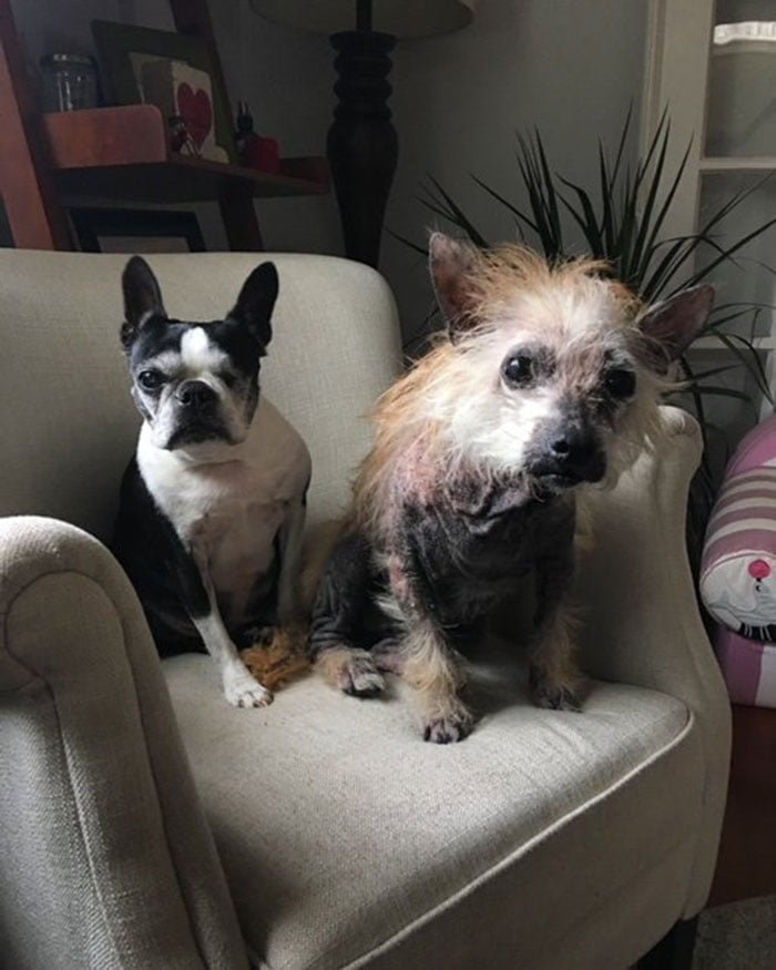 Perros rescatados Perros rescatados