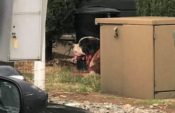 Policía mata a perros san bernardo sueltos en el vecindario