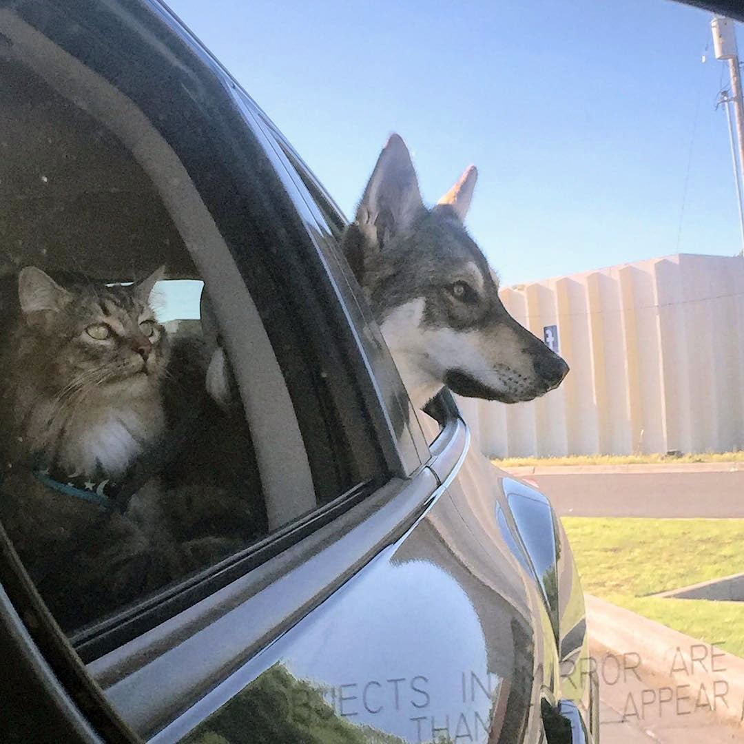 Raven eligió a su gato del refugio Raven eligió a su gato del refugio