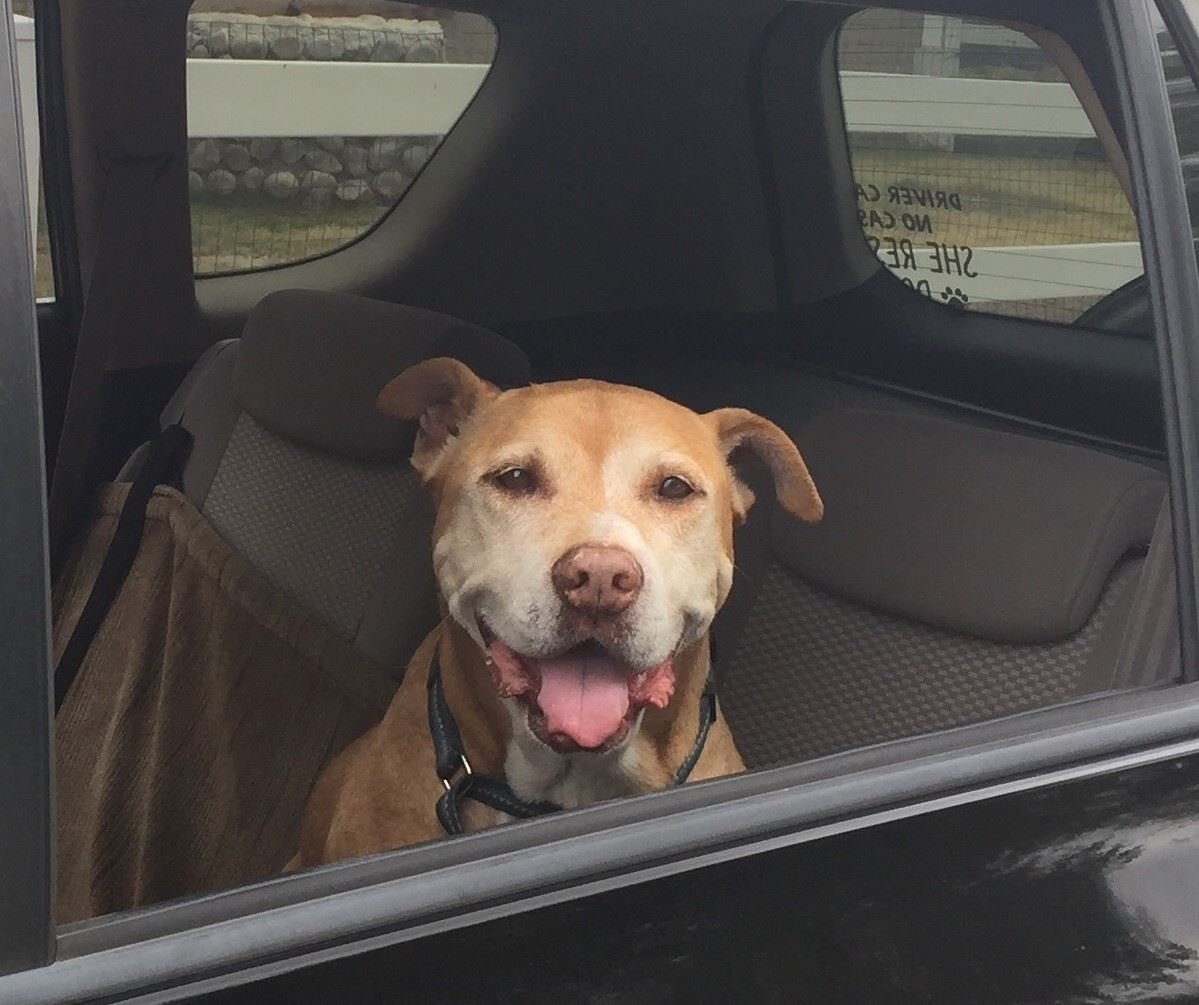 Perro abandonado porque su familia se mudó tuvo que comer piedras para sobrevivir 2 Stewie adoptado