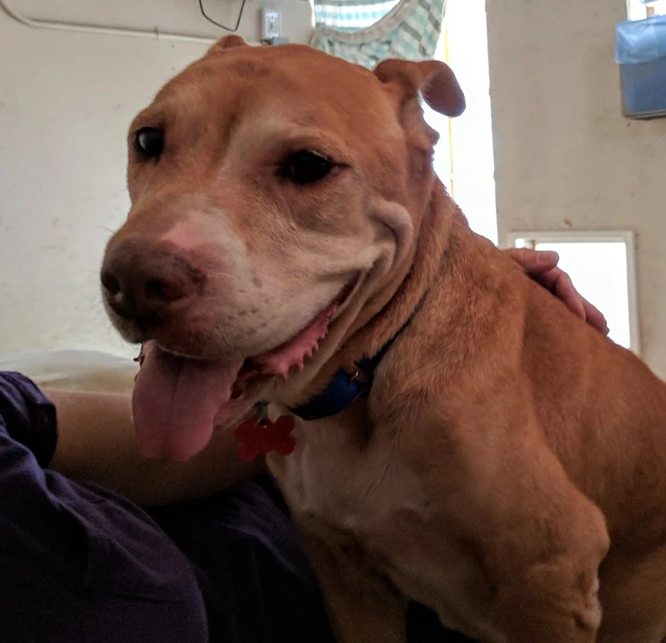 Stewie feliz Stewie feliz