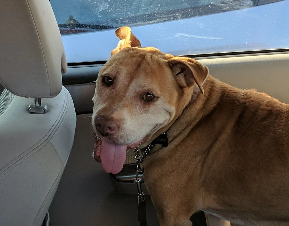 Stewie rescatado Stewie rescatado