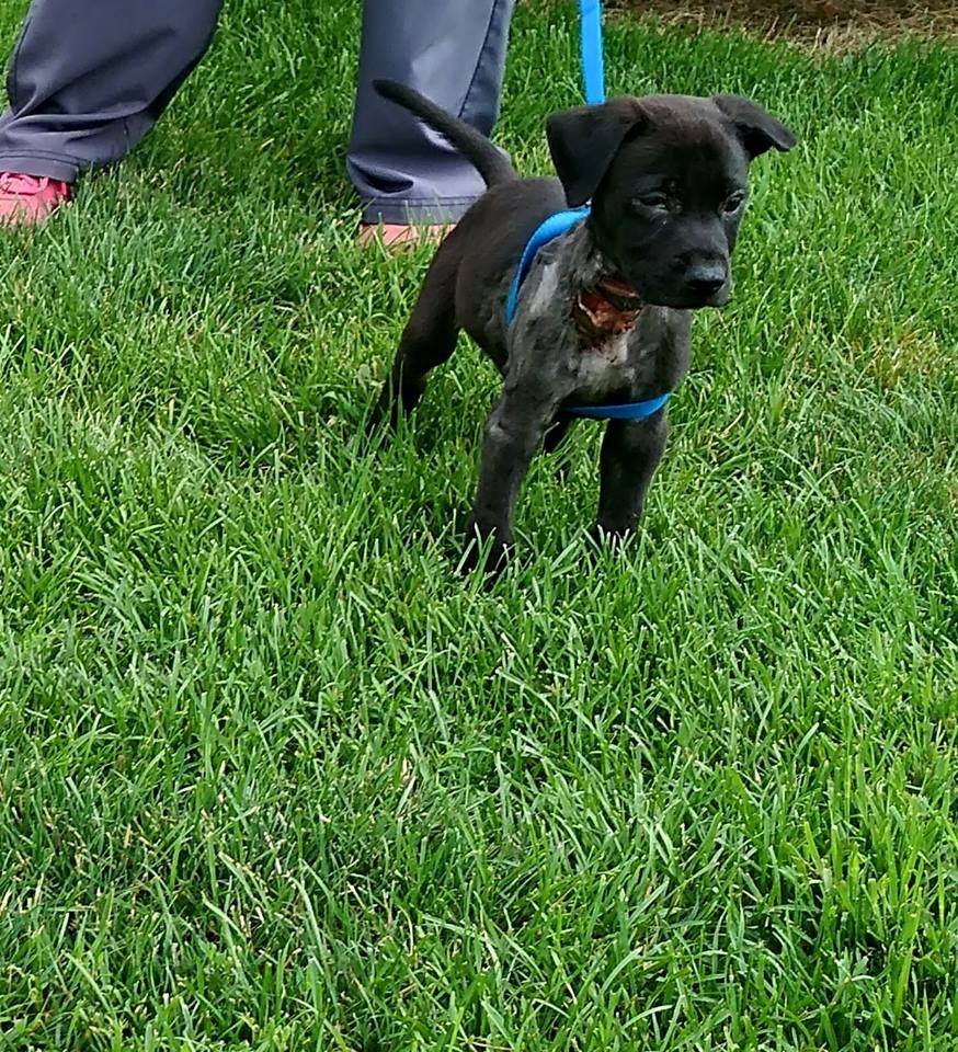 Thor rescatado