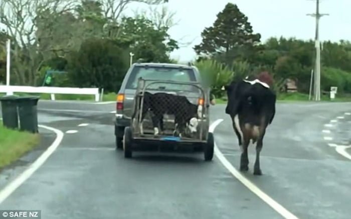 Vaca persigue a sus bebés