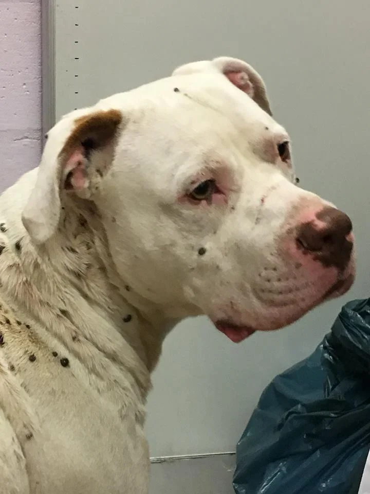 Wiley en el veterinario