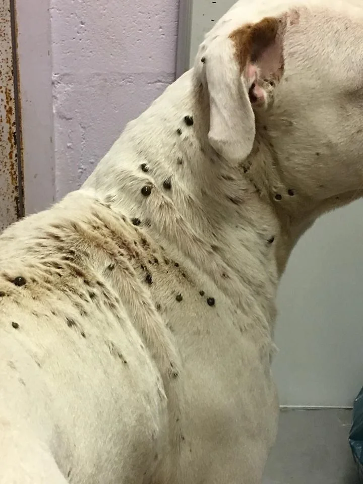 Wiley lleno de garrapatas