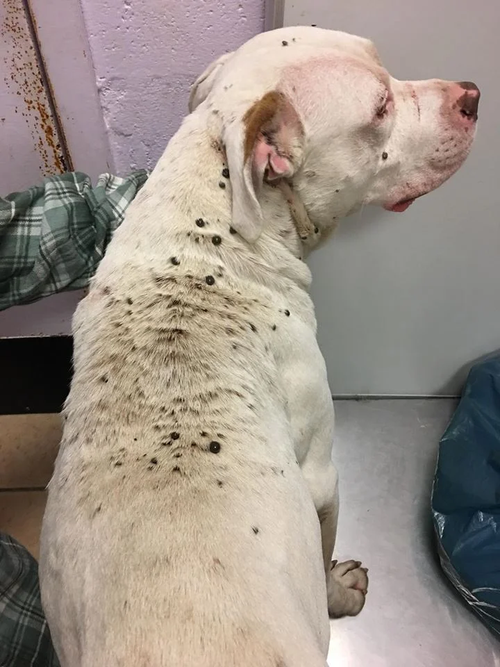 Wiley tiene enfermedad de Lyme