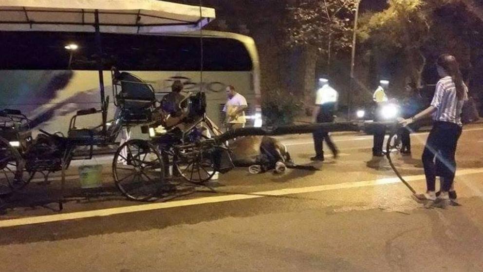 Yegua fallece por golpe de calor Yegua fallece por golpe de calor