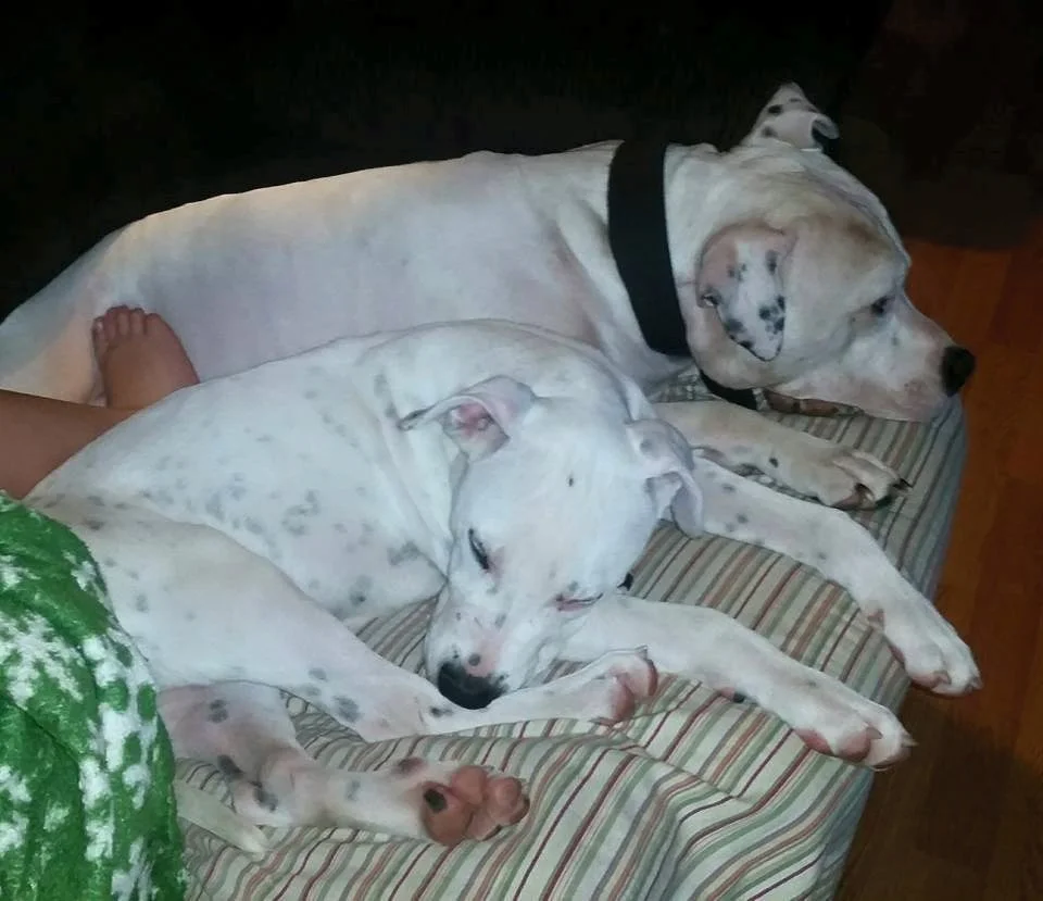 Zeus y su nuevo hermanito