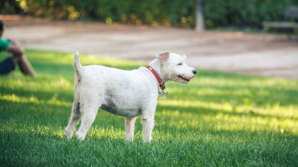 Fox terrier blanco de pelo duro de pie sobre el pasto