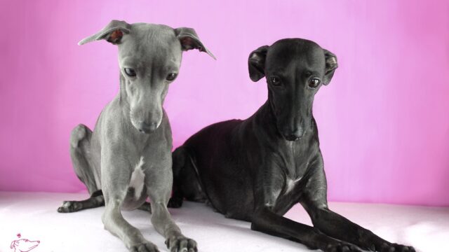 Dos galgos italianos, uno gris y otro negro, echados sobre un fondo rosa
