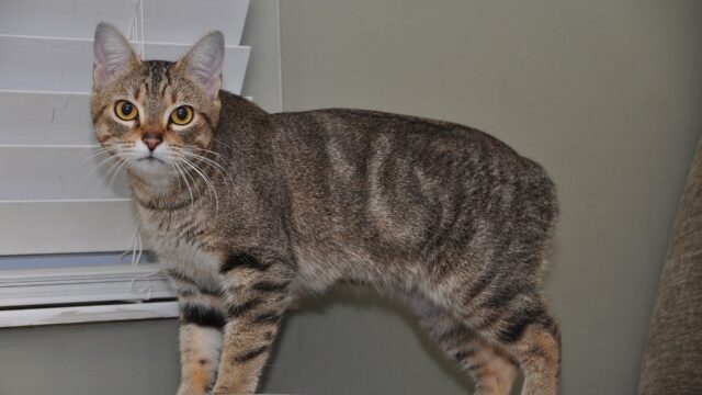 Gato manx atigrado sin cola, de pie junto a una ventana