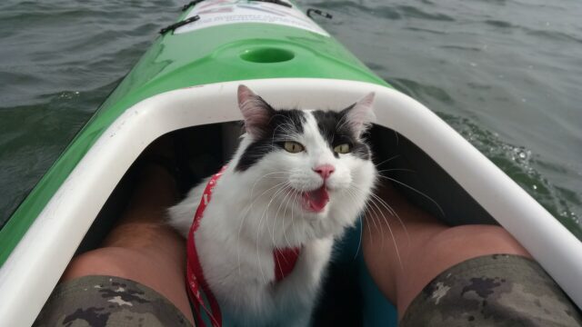 Gato van turco blanco y negro con arnés, dentro de un kayak en el agua