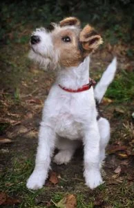 perro de raza fox terrier