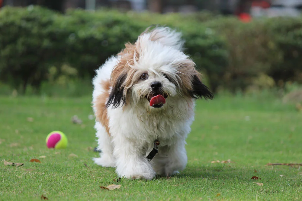 Raza canina Lhasa Apso