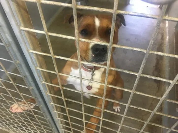 Se aprueba un proyecto de ley que convierte a la crueldad animal en delito federal 1 Bentley en el refugio