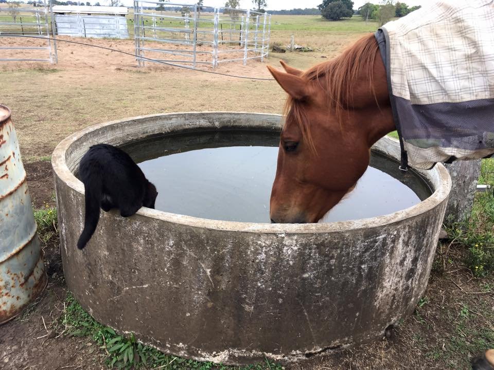 Caballo toma agua con un gato