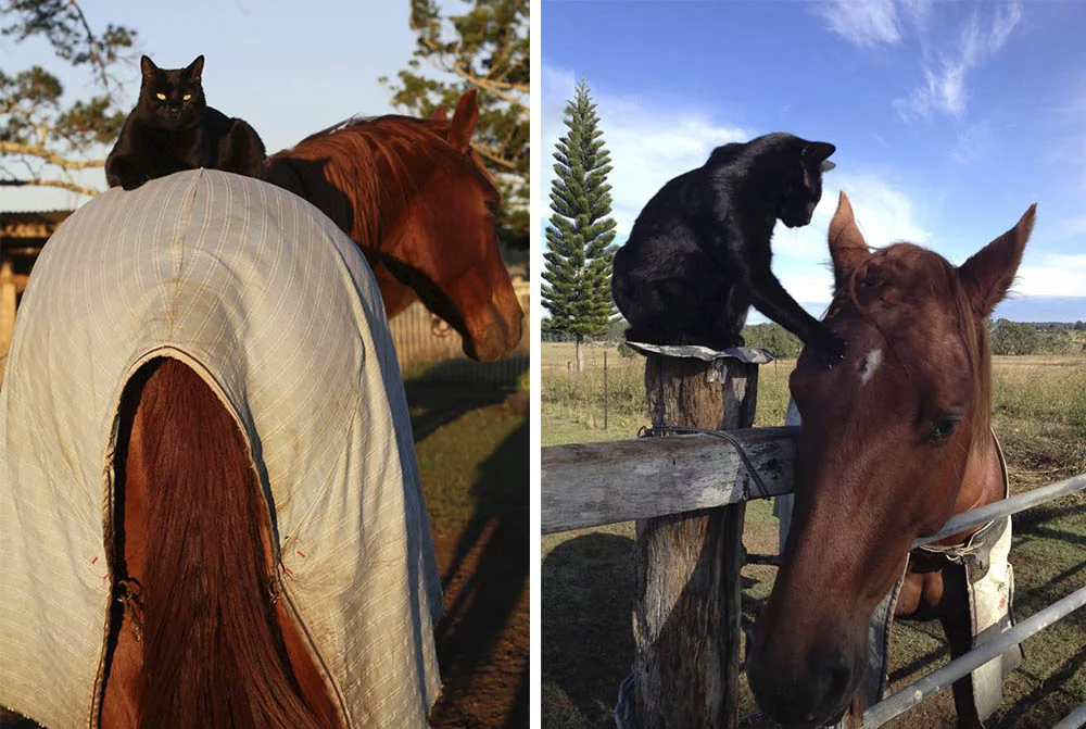 Caballo y gato amigos