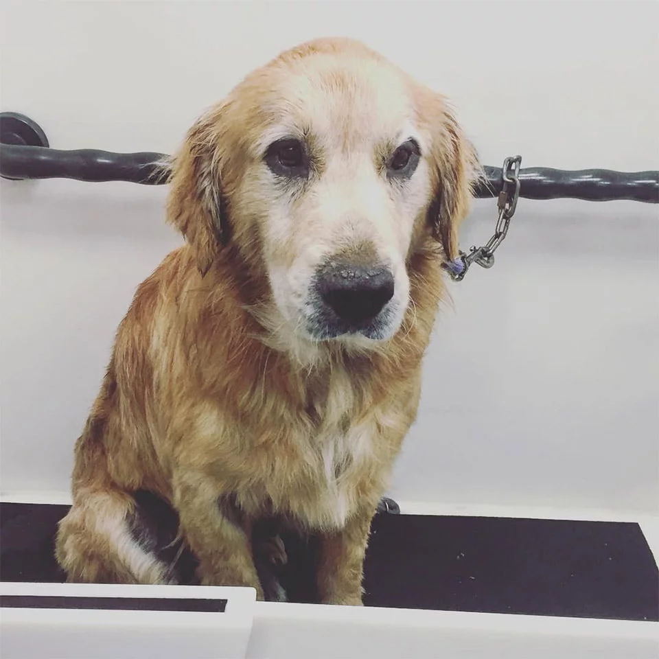 Chino en el veterinario