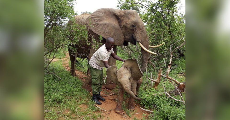 Elefante lleva a su bebe a conocer a las personas que salvaron su vida