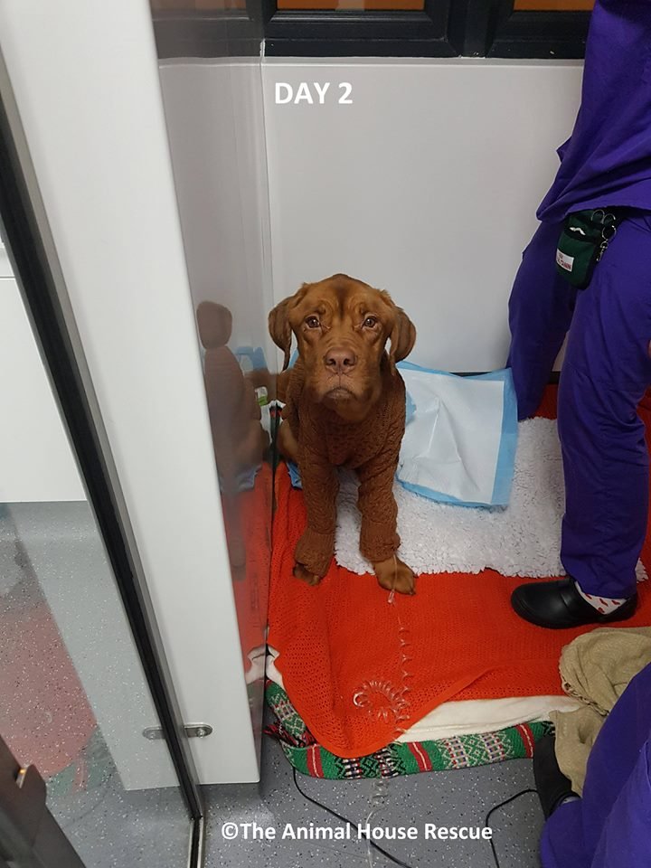 Elsa