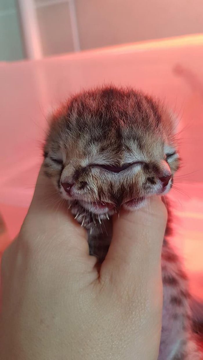 Gata nació en Sudáfrica con dos caras Gata nació en Sudáfrica con dos caras